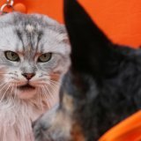 L'allergie aux chats sera peut-être bientôt jugulée gra^ce à un vaccin (Photo prétexte). KEYSTONE/DPA/INA FASSBENDER